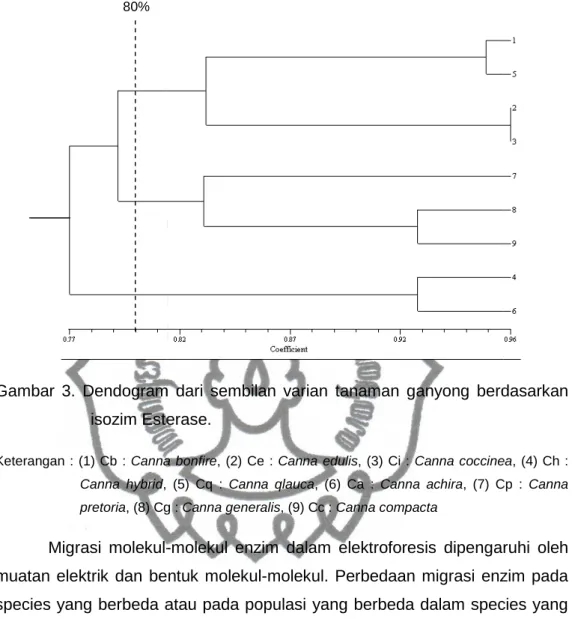 Gambar  3.  Dendogram  isozim Esterase.