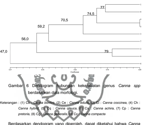 Gambar  6  Dendogram  hubungan  kekerabatan  genus  Canna  spp  berdasarkan data morfologi