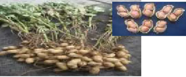 Gambar 8. Keragaan Kacang tanah varietas Hypoma 3 dengan potensi hasil 5,9  t/ha, tahan penyakit karat, bercak daun, dan layu bakteri 