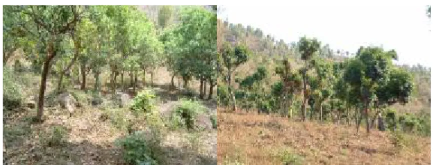 Gambar  16  Kondisi tanah di kawasan hutan BKPH Kabuaran   (Koleksi pribadi 2005) 