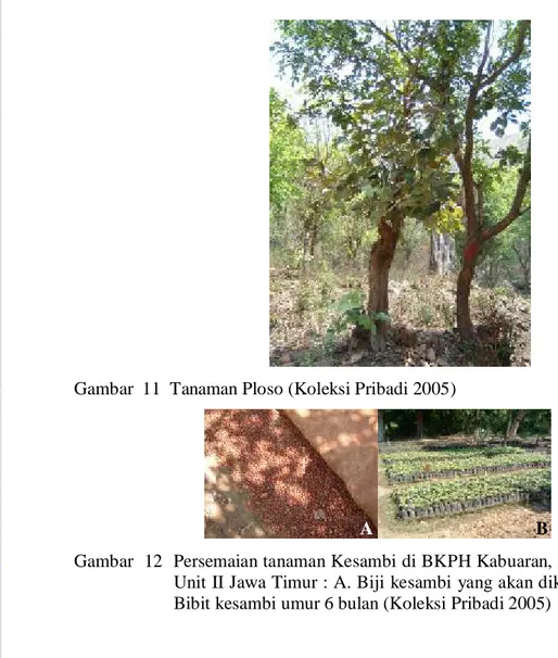 Gambar  12  Persemaian tanaman Kesambi di BKPH Kabuaran, Perum Perhutani  Unit II Jawa Timur : A