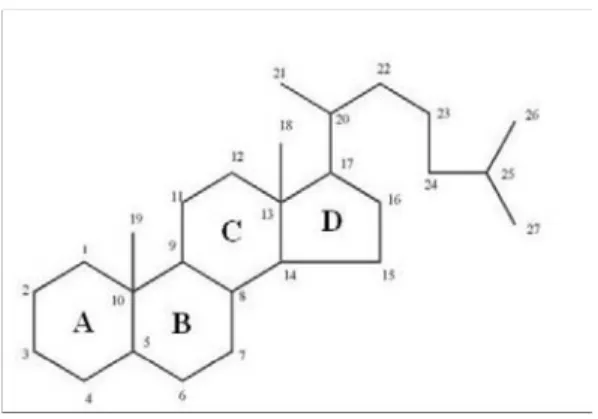 Gambar 2.1. Struktur dasar steroida dan sistem penomorannya  Menurut asalnya senyawa steroid dibagi atas:  