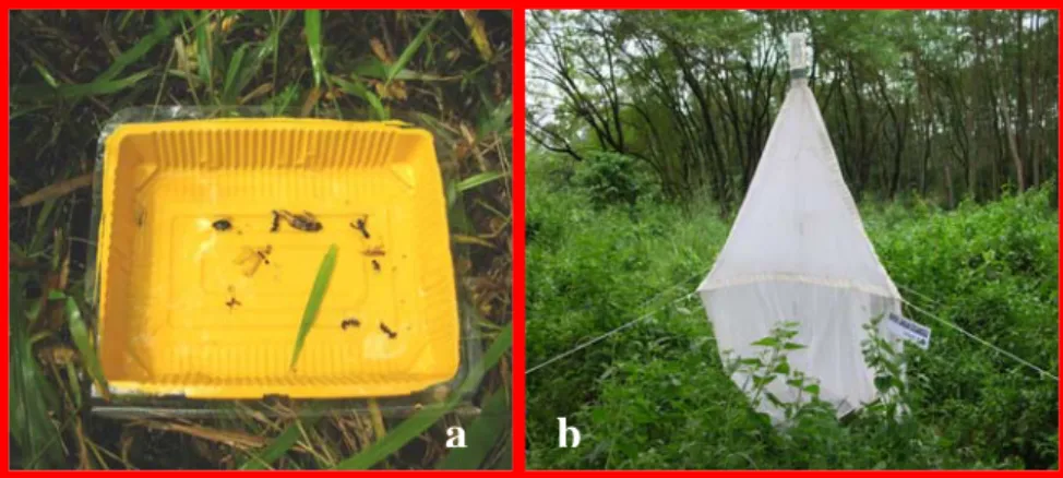Gambar 2  Perangkap yang dipakai dalam penelitian; a. perangkap nampan  kuning (yellow pan trap), b