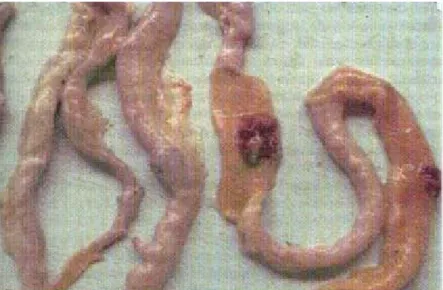 Gambar 1. Perdarahan dan nekrosis usus pada ayam penderita ND       (Tabbu, 2000) 