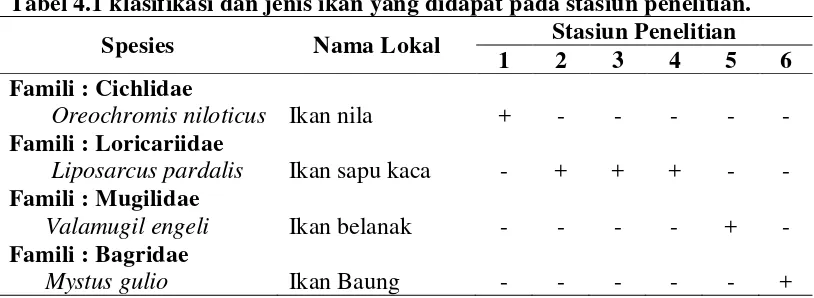 Tabel 4.1 klasifikasi dan jenis ikan yang didapat pada stasiun penelitian. 
