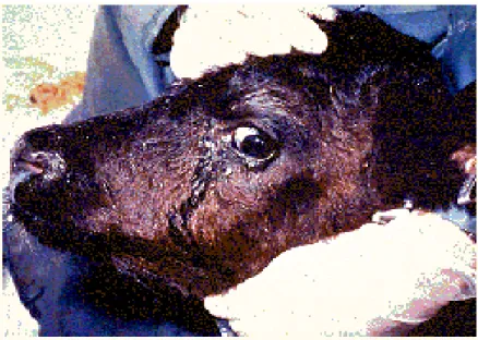 Gambar 3. Gejala klinis IBR pada sapi perah yang memperlihatkan leleran ingus di hidung dan hiperlakrimasi 