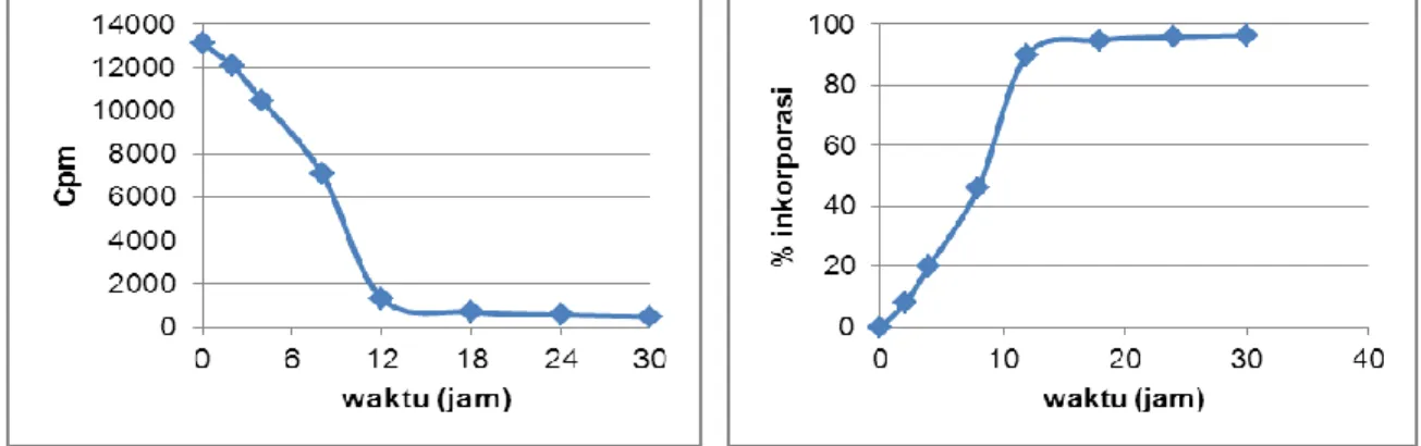 Gambar 2  Aktivitas radioisotop P-32 pada media (A) dan % inkorporasi sel bakteri A1 (B)