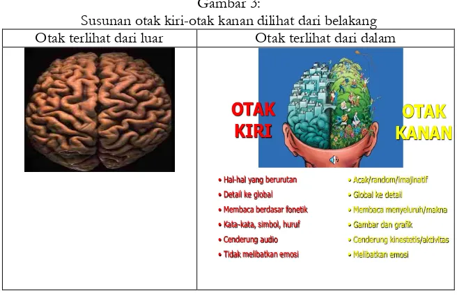 Gambar 3:  Susunan otak kiri-otak kanan dilihat dari belakang 