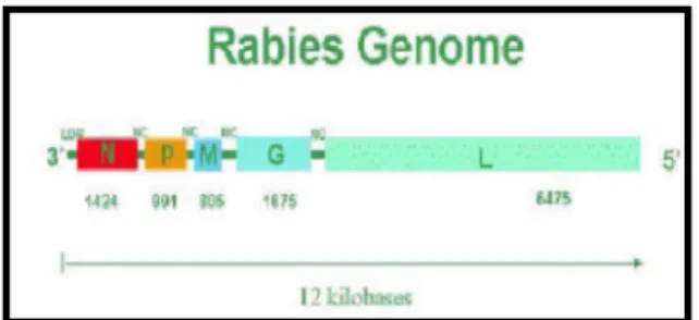 Gambar 2. Genom virus rabies 