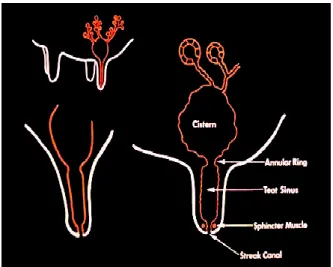 Gambar 3. Sphincter puting sebagai pertahanan mekanis  Sumber: Javic &amp; Conroy (2003) 