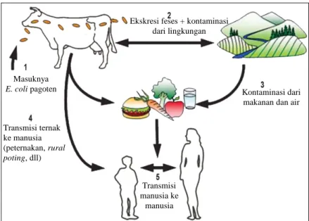 Gambar 3. Food borne disease E. coli O157:H7  Sumber: Scieh (2001) yang dimodifikasi 