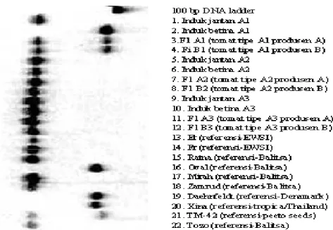 Gambar 4.  Visualisasi produk PCR tomat dengan primer LEta 020 (forward: aac ggt gga aac tat tga aag g; reversed: 