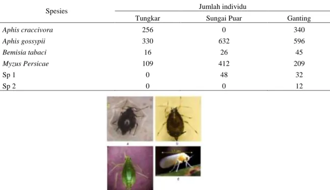 Tabel  3.  Jumlah  spesies  dan  individu  kutu  daun  pada  ekosistem  pertanaman          cabai  di  Kenagarian  Tungkar  (Kab