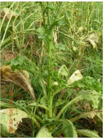 Tabel 4.   Populasi nimfa dan imago Lipaphis erysimi Kalt. pada tanaman caisin di daerah  Soak Sukarame Palembang 