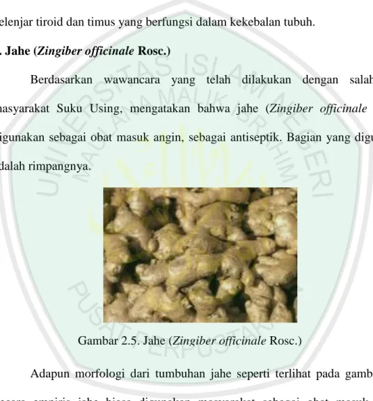 Gambar 2.5. Jahe (Zingiber officinale Rosc.) 