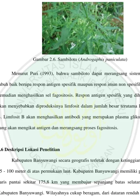 Gambar 2.6. Sambiloto (Androgaphis paniculata) 