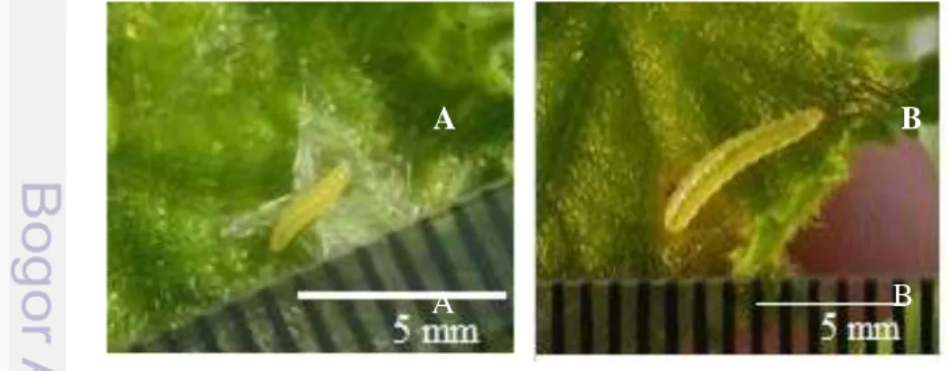 Gambar 5 Larva D. indica instar I (A) dan instar II (B) A  B 