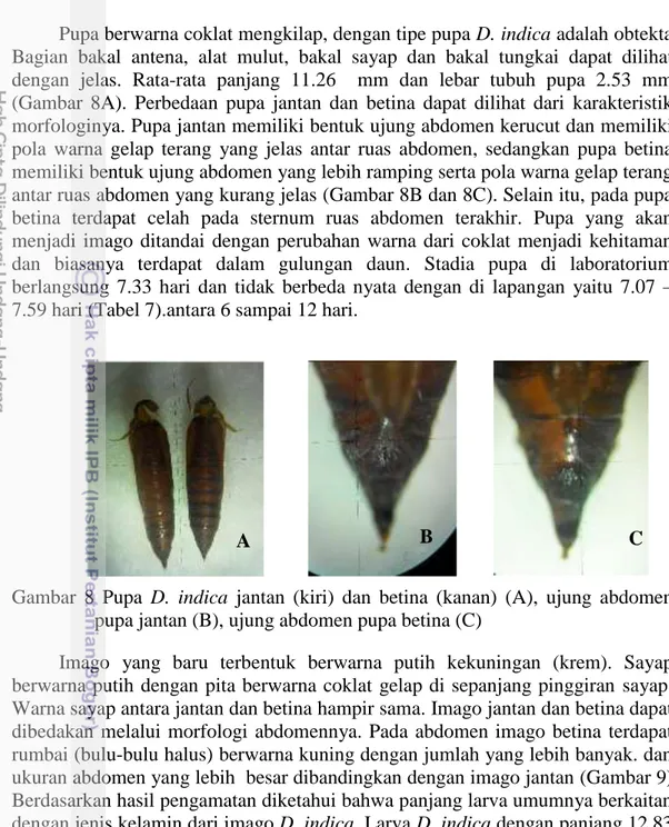 Gambar  8  Pupa  D.  indica  jantan  (kiri)  dan  betina  (kanan)  (A),  ujung  abdomen  pupa jantan (B), ujung abdomen pupa betina (C) 