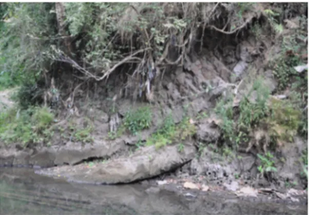 Gambar 7. Endapan rawa (lempung hitam) di Sungai   Sileng tersesarkan akibat aktivitas tektonik (sesar naik)