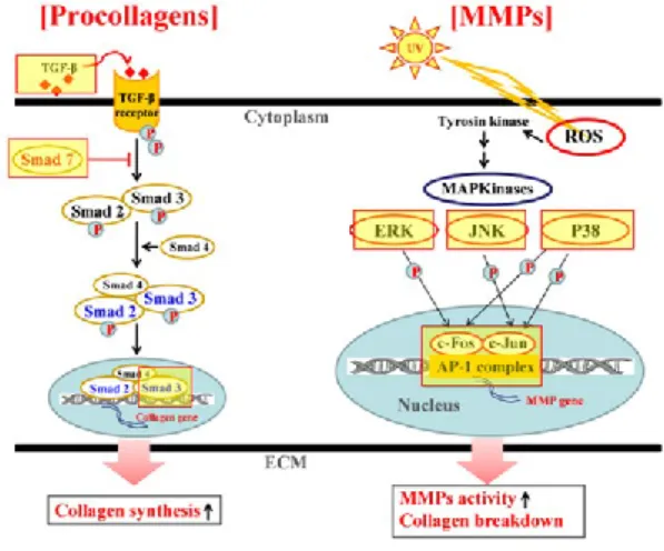 Gambar 3. Jalur Sinyal Sel Pembentukan MMPs dan Procolagen  Sumber: Shim, J. S. et al., 2008