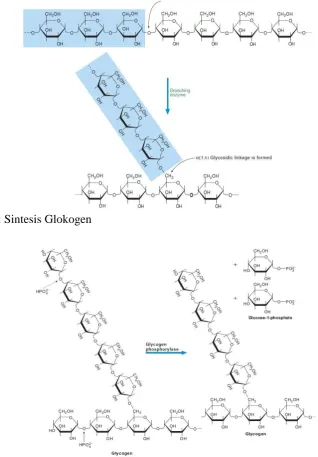 Gambar 2: Sintesis Glokogen 