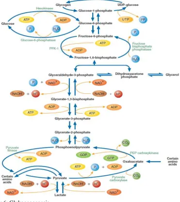 Gambar 6: Glukogeogenesis 