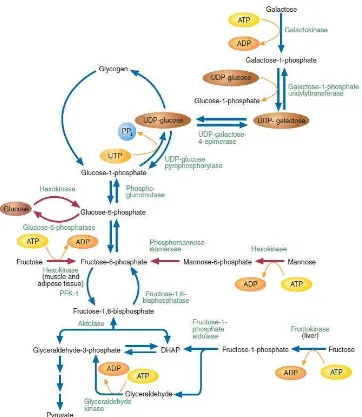Gambar 8: Mekanisme metabolisme fruktosa 