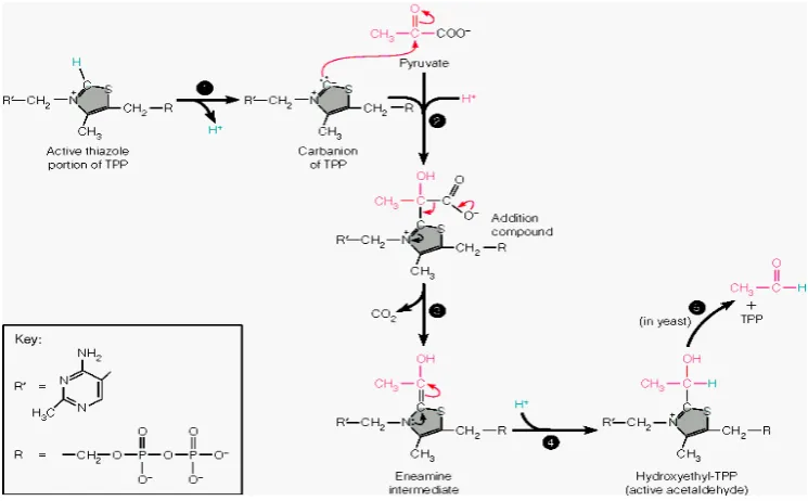 Gambar  Siklus Vitamin B1 
