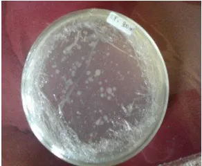 Gambar 1. Isolat bakteri Lactobacillus fermentum