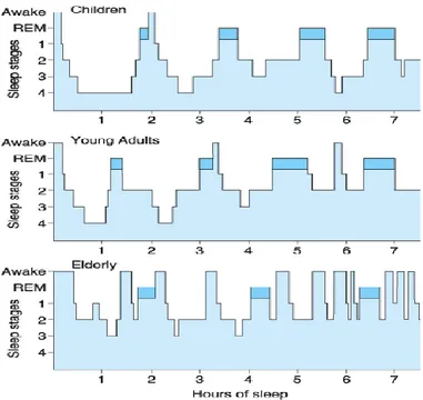 Gambar 1. Siklus Tidur Normal Berbagai Usia Dikutip dari Kales AM 38
