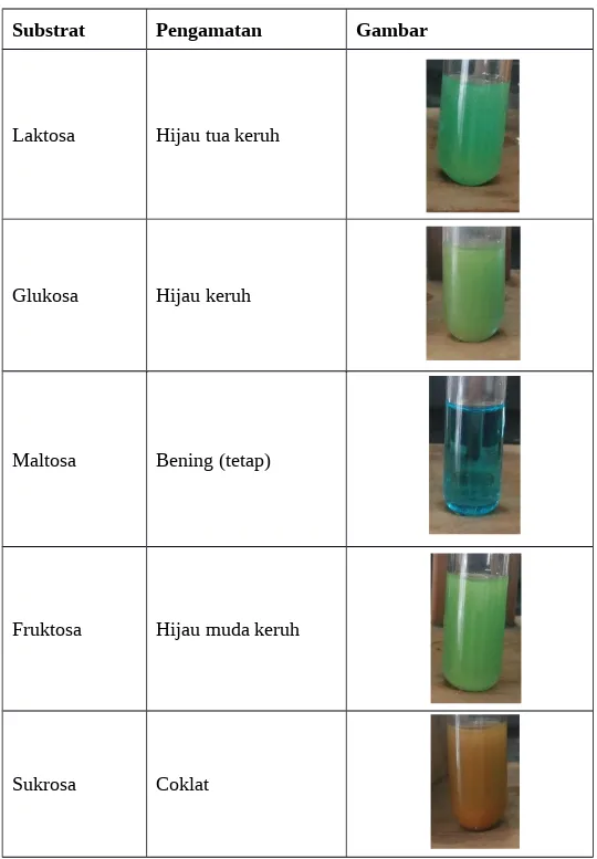 Tabel 10. Pengamatan uji Benedict pada lima sampel karbohidrat: laktosa, glukosa, maltosa, fruktosa dan sukrosa