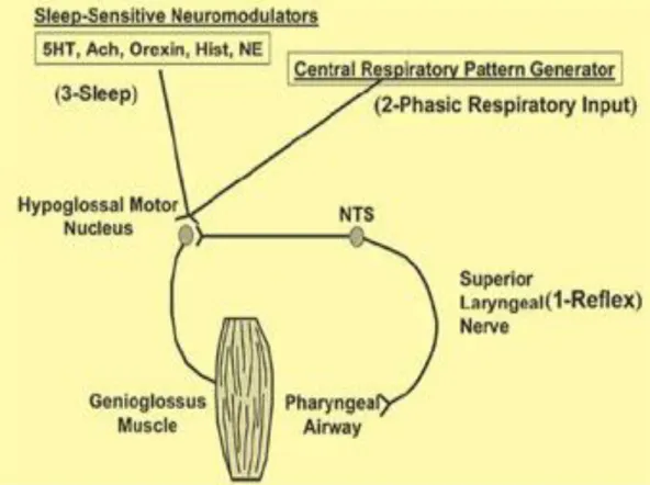 Gambar 2.2 Tiga mekanisme input saraf pada otot genioglossus ( fasik ) 