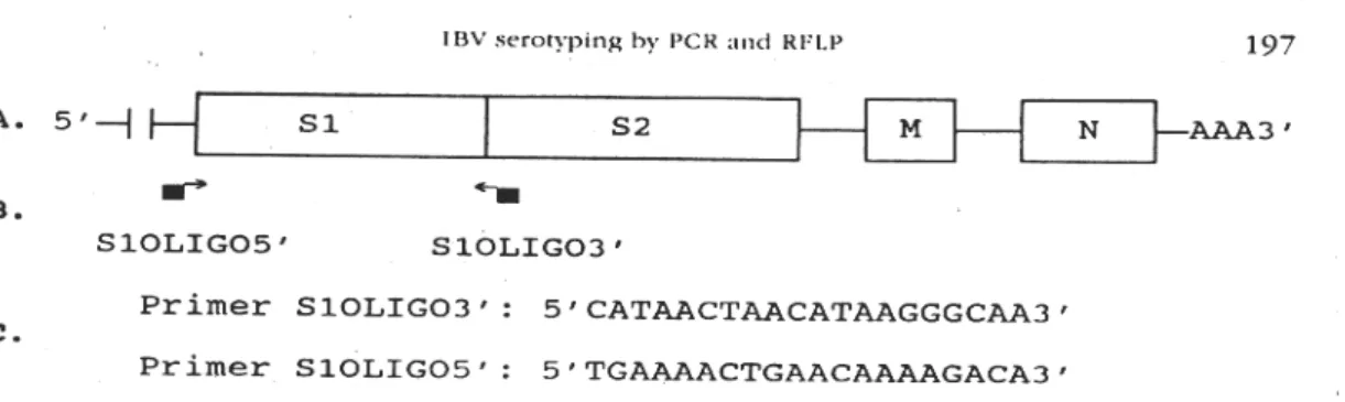 Gambar 1.   A. Gen RNA IBV, memperlihatkan daerah protein nucleocapsid (N), glikoprotein membran (M), dan  glikoprotein spike (S), B