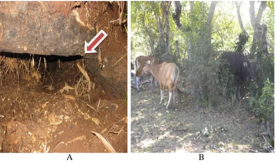 Gambar  3  :  A.  Liang  tanah;  sebagai  tempat  persembunyian  anjing  rabies.  Tanda  panah  menunjukkan lokasi persembunyian anjing rabies di Desa Peminge, B