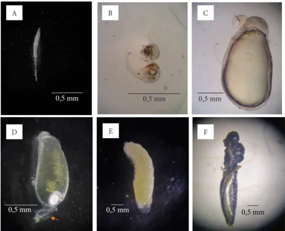 Gambar 3. Bentuk fase perkembangan pradewasa Scelio pembertoni; A: telur; B: instar satu awal (2 HSP); 