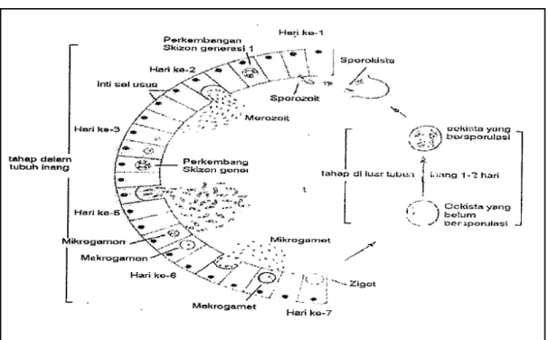 Gambar 2. Siklus hidup Eimeria sp (Gordon, 1977) 