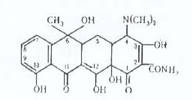 Gambar 3.  Molekul Tetrasiklin (Egorov, 1985) 
