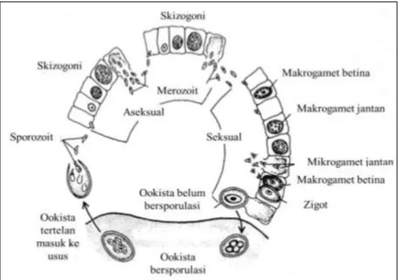 Gambar 2. Siklus hidup Eimeria spp (Levine, 1985)  