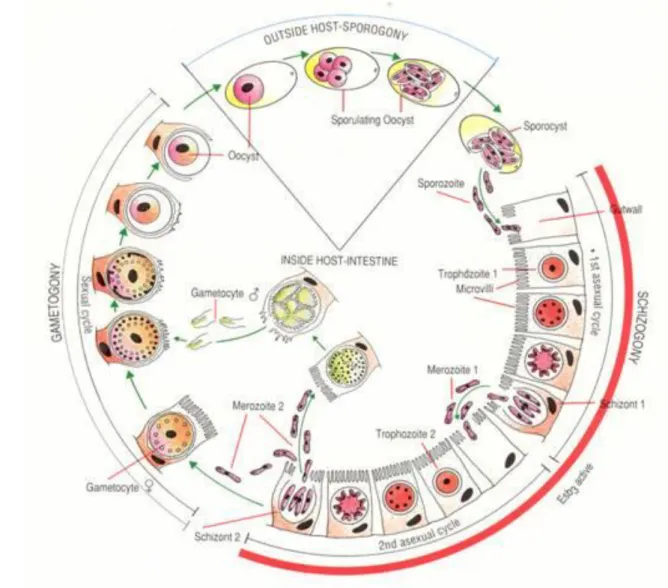 Gambar 1 Skema siklus hidup Eimeria spp.  