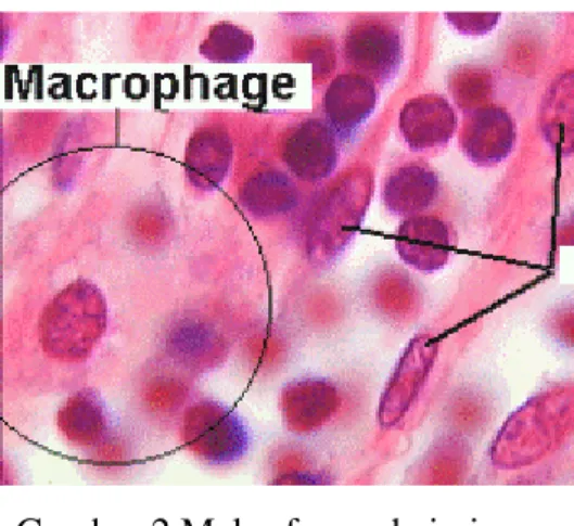 Gambar 2 Makrofag pada jaringan  [Sumber: Anonim 2010] 