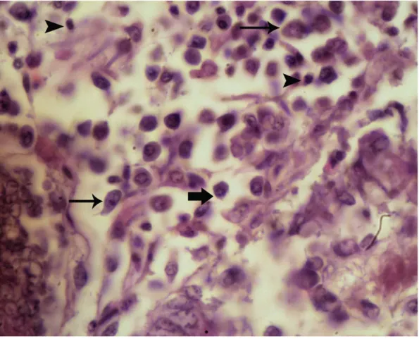 Gambar 9  Histopatologi  jaringan  sekum  yang  diberi  ekstrak  etanol  daun             C