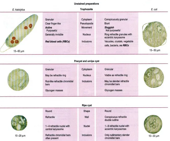Gambar  3.  Pembedaan  morfologi  Entamoeba  histolytica  dan  Entamoeba  coli  pada  sediaan  yang tidak diwarnai