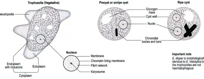 Gambar 1. Morfologi Entamoeba histolytica c. Siklus hidup 