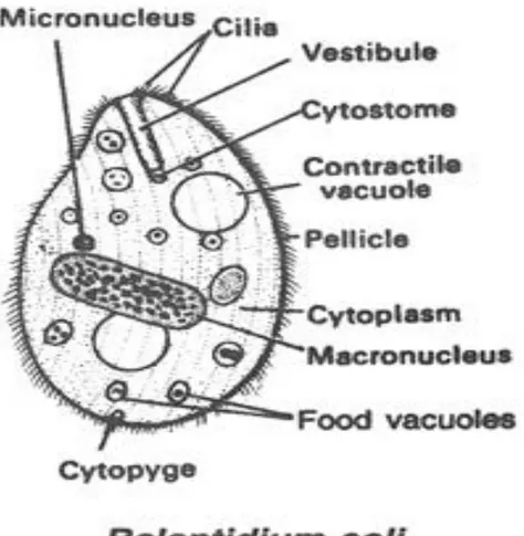Gambar morfologi kista Balantidium coli