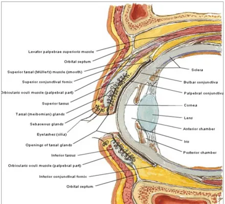 Gambar 1. Anatomi konjungtiva 