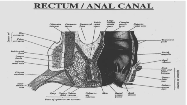 Gambar 3 :Anal Kanal dan organ di anterion