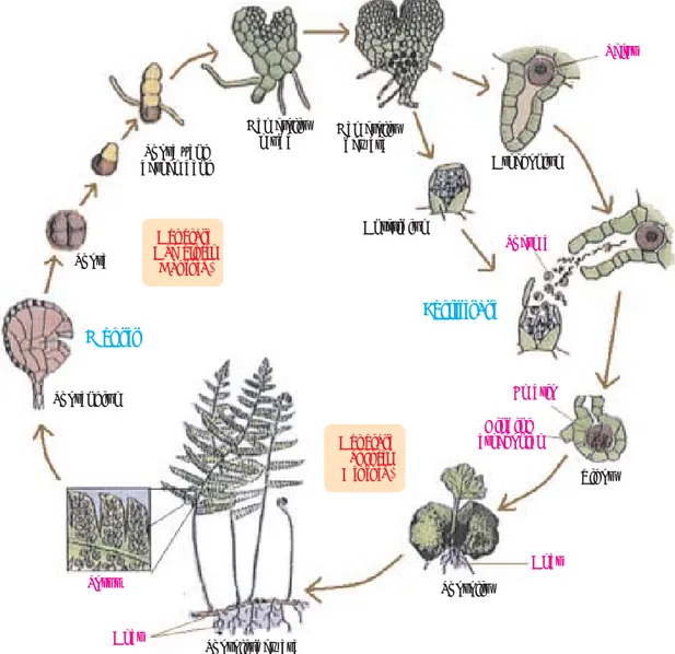 Gambar 1.4  Metagenesis paku