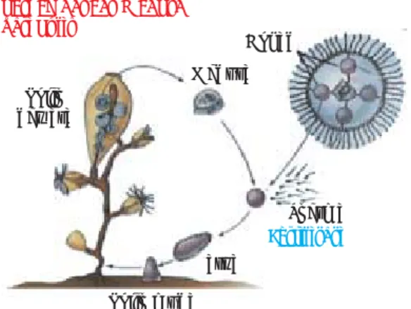 Gambar 1.6 Siklus hidup manusia