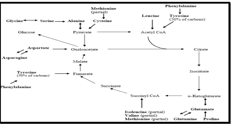 Gambar 1. Jalur metabolisme asam amino dalam siklus asam sitrat