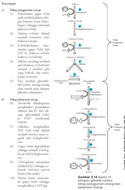 Gambar reaksi glikolisis